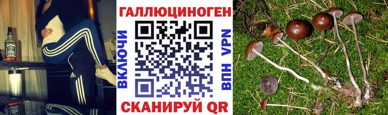 как найти   Слободской  blacksprut tor  Псилоцибиновые грибы мицелий 